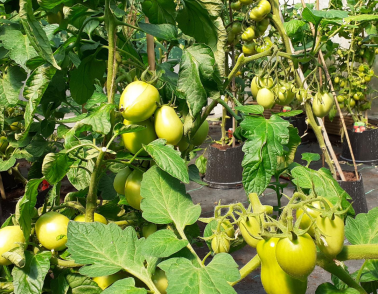 Indoor allotment teaches service users new skills at Workbridge