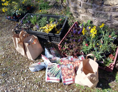 Workbridge donate plants to care homes