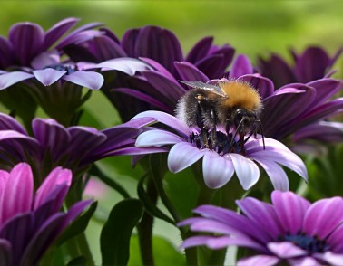 Workbridge welcome 30,000 bees ahead of new beekeeping course