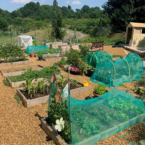 Website feature image Allotments Week v2